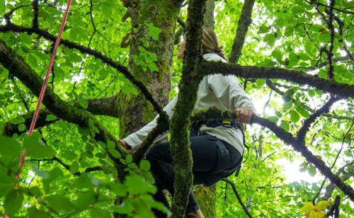 femme assise dans une arbre en initiation à la grimpe d'arbres