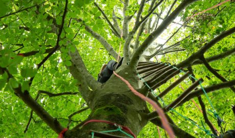 arbre avec installations de grimpe d'arbres