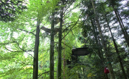 grimpe d'arbre forêt