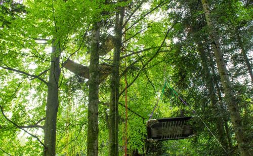 différents ateliers de grimpe d'arbre dans la nature