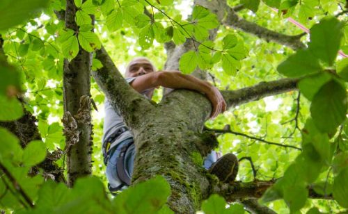 un homme accroché à la cime d'un arbre