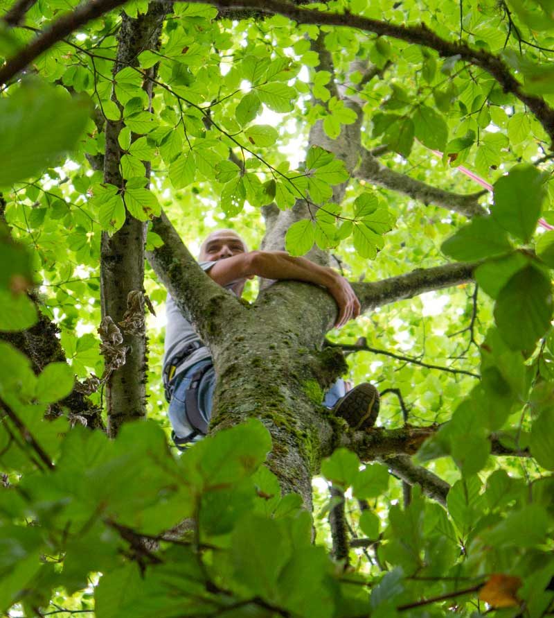 un homme accroché à la cime d'un arbre